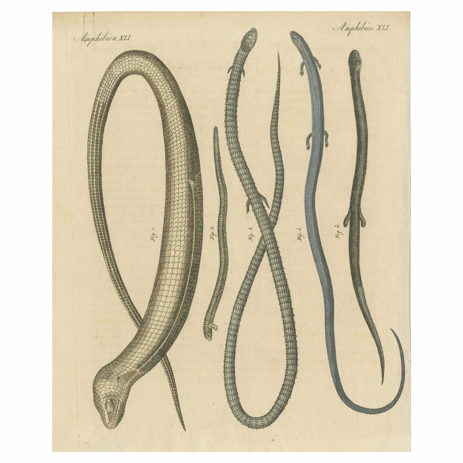 Antique Print Of Various Amphibians Including The Sheltopusik