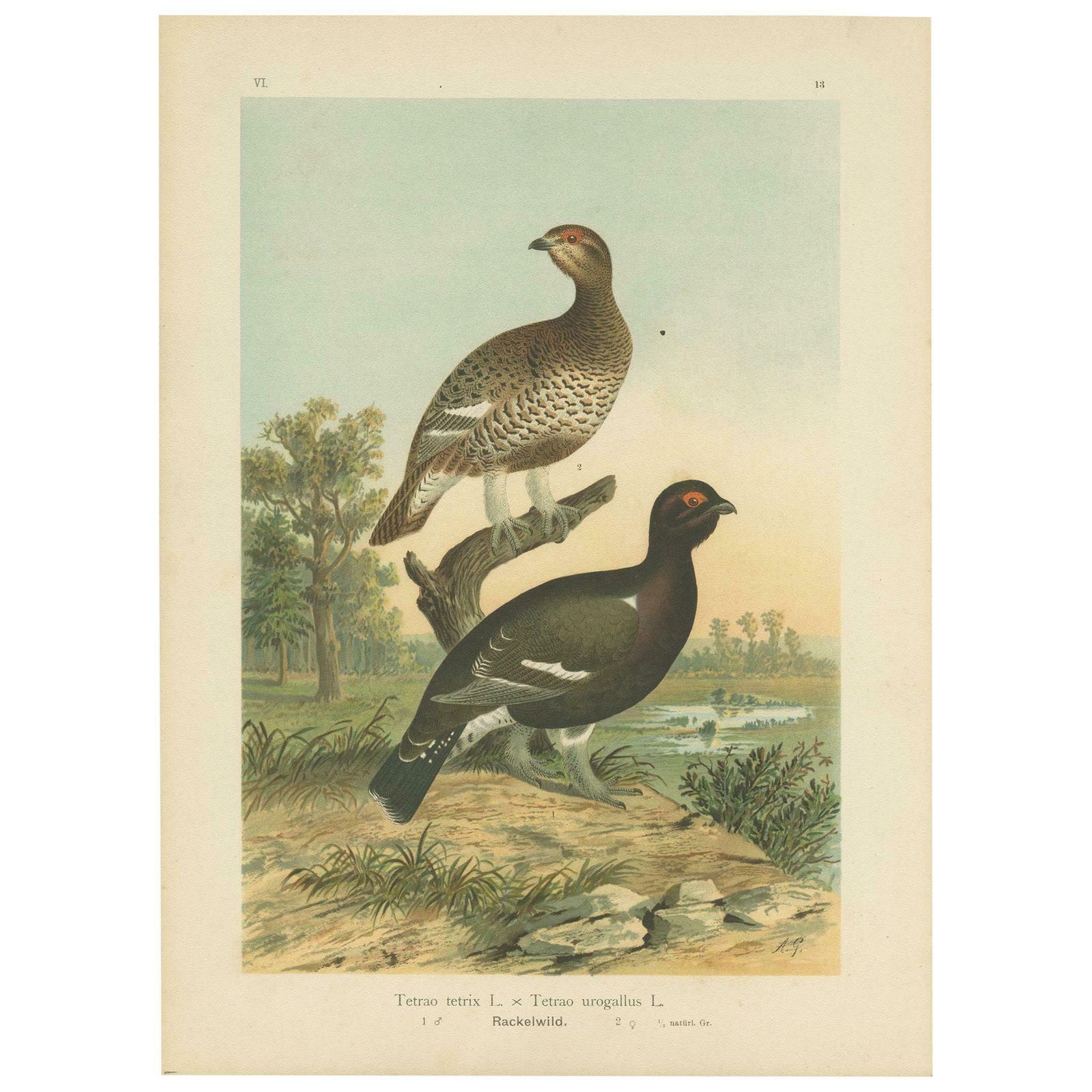 Antique Bird Print Of The Black Grouse 'Hybrid' By Naumann, Circa 1895