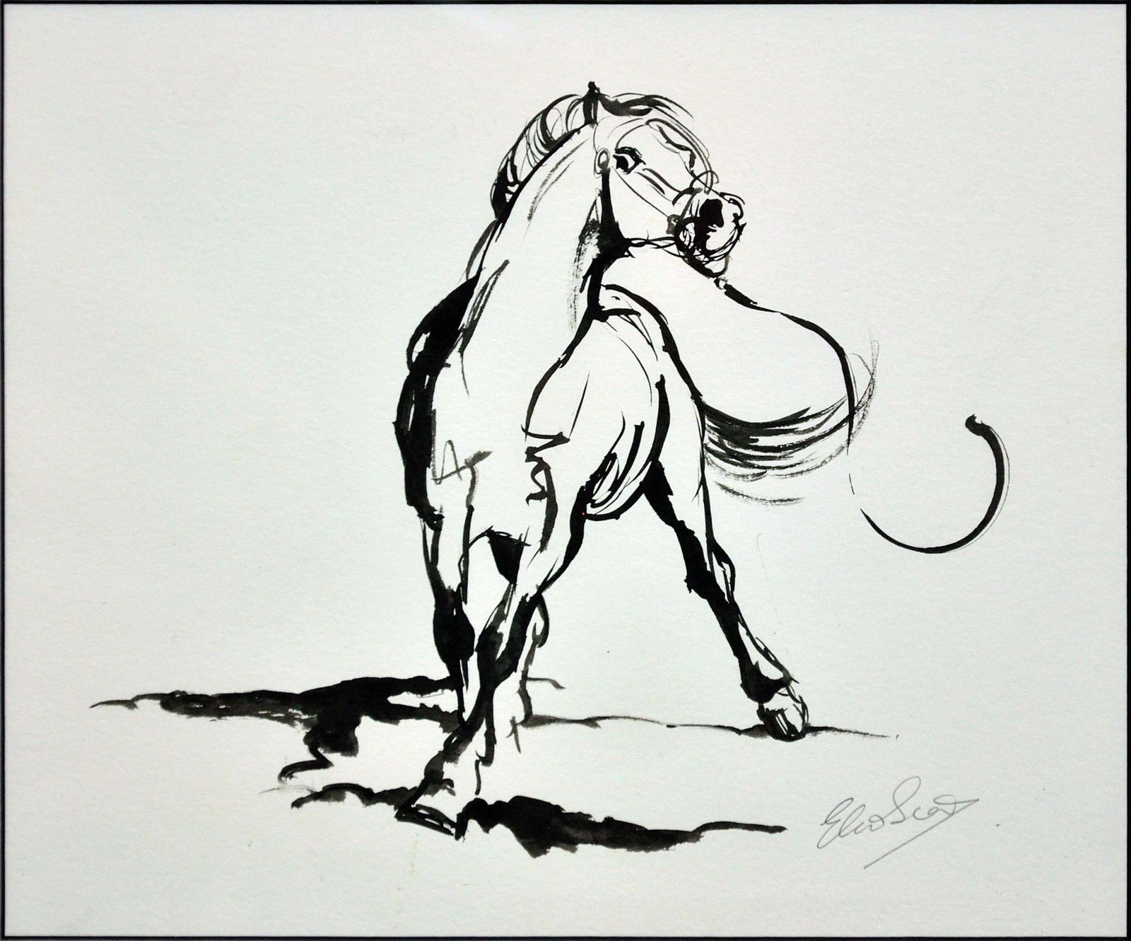 Elin Sian Blake Welsh Section A Stallion. Wales Native Heritage Horse Breed. photo furniture