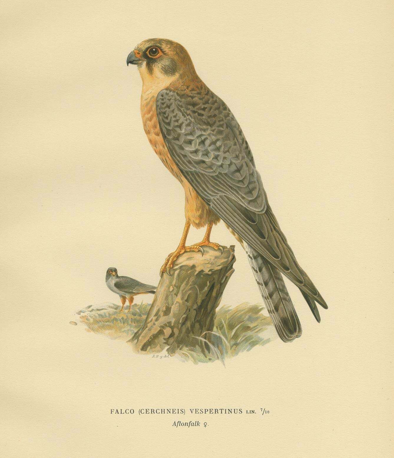 Antique Bird Print Of The Red Footed Falcon By Von Wright, 1929 photo Art
