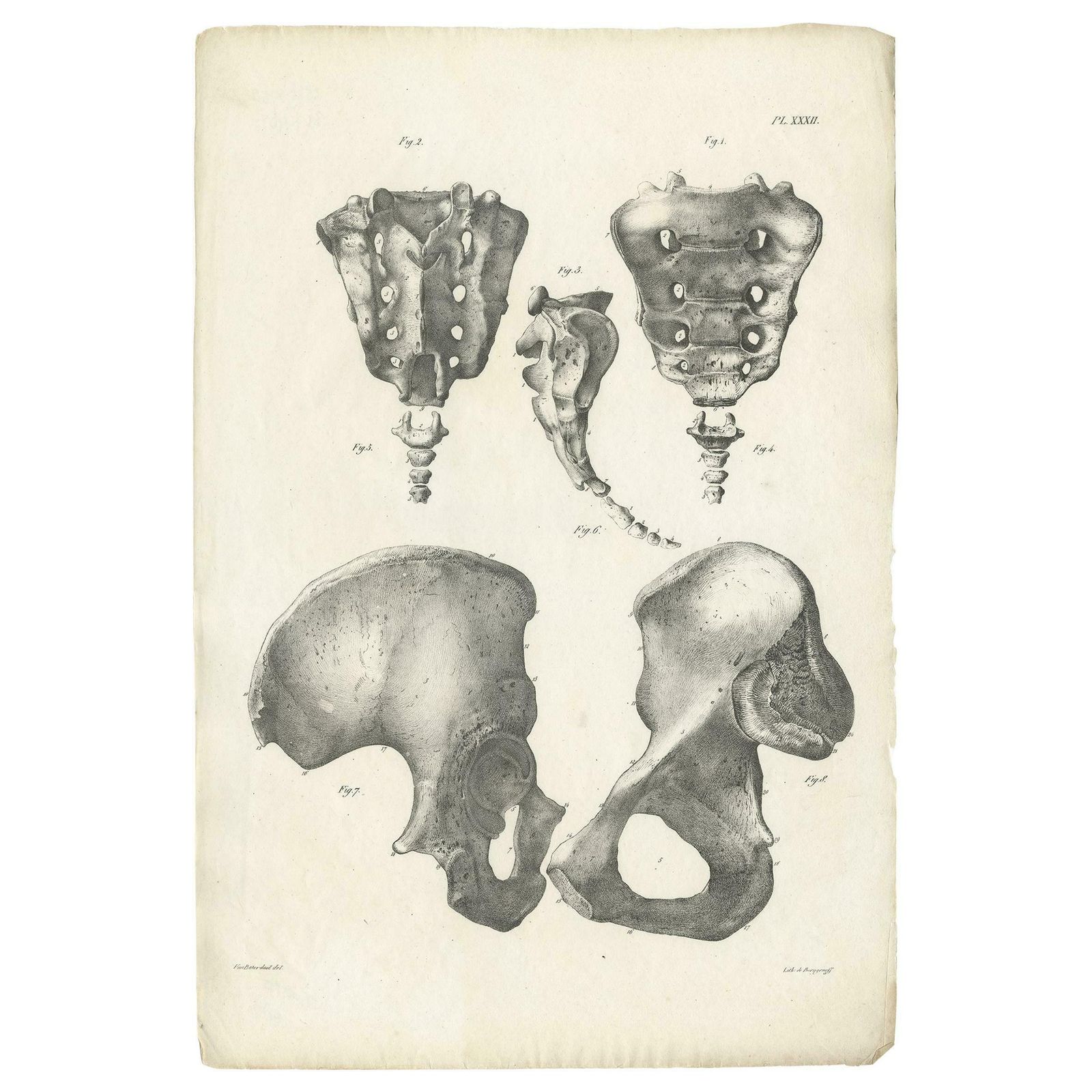 Pl. Xxxii Antique Anatomy / Medical Print Of The Pelvis By Cloquet, 1821