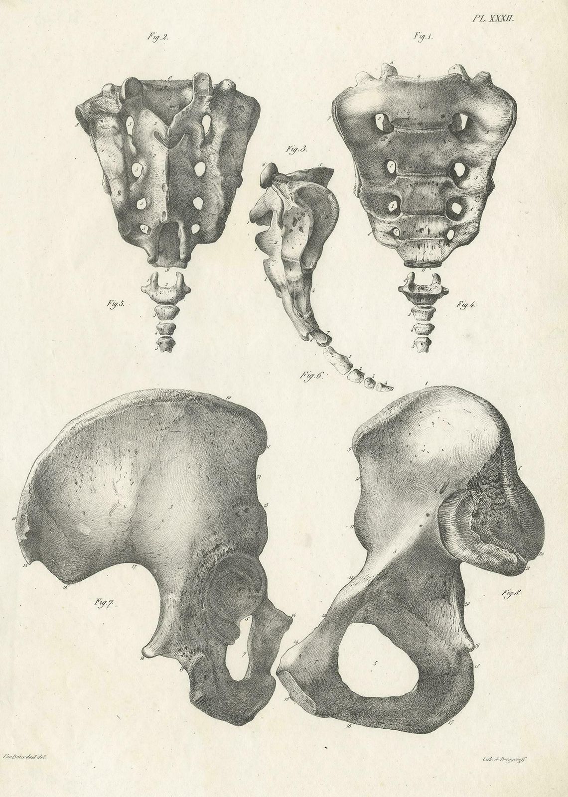 Pl. Xxxii Antique Anatomy / Medical Print Of The Pelvis By Cloquet, 1821 photo furniture