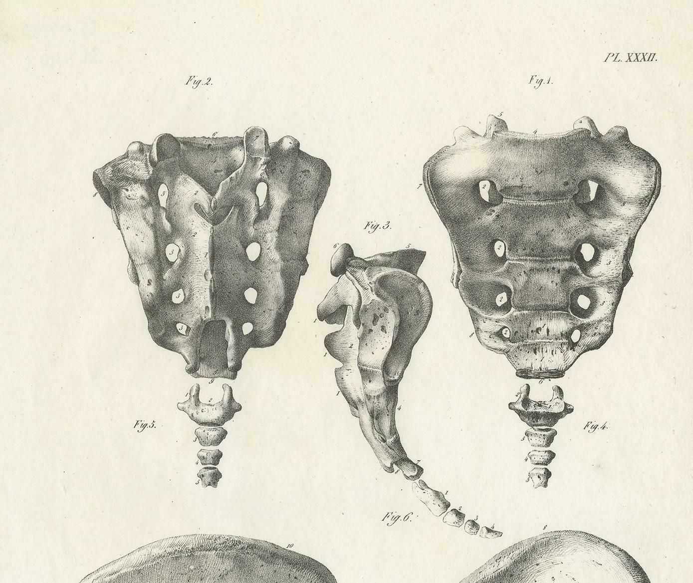 Pl. Xxxii Antique Anatomy / Medical Print Of The Pelvis By Cloquet, 1821 photo for sale