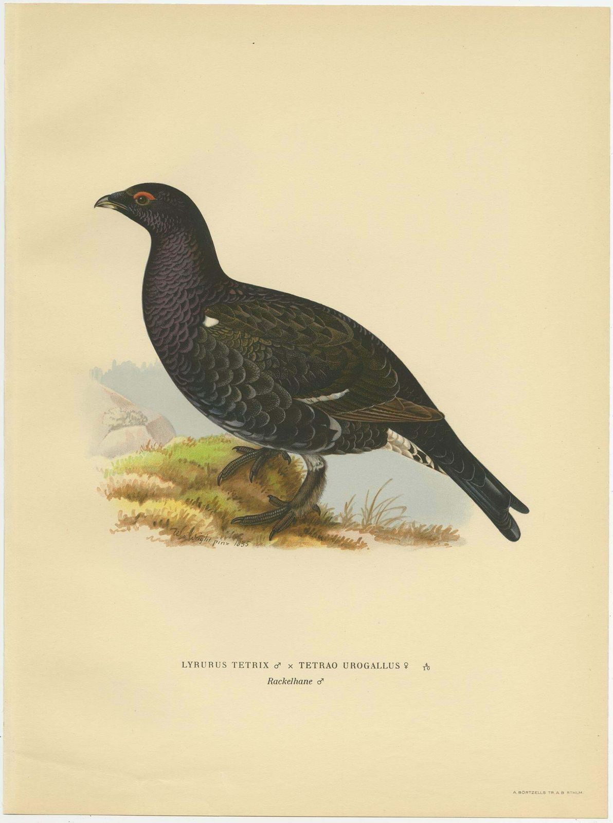 Antique Bird Print Of The Black Grouse 'Male' By Von Wright, 1929 photo Art