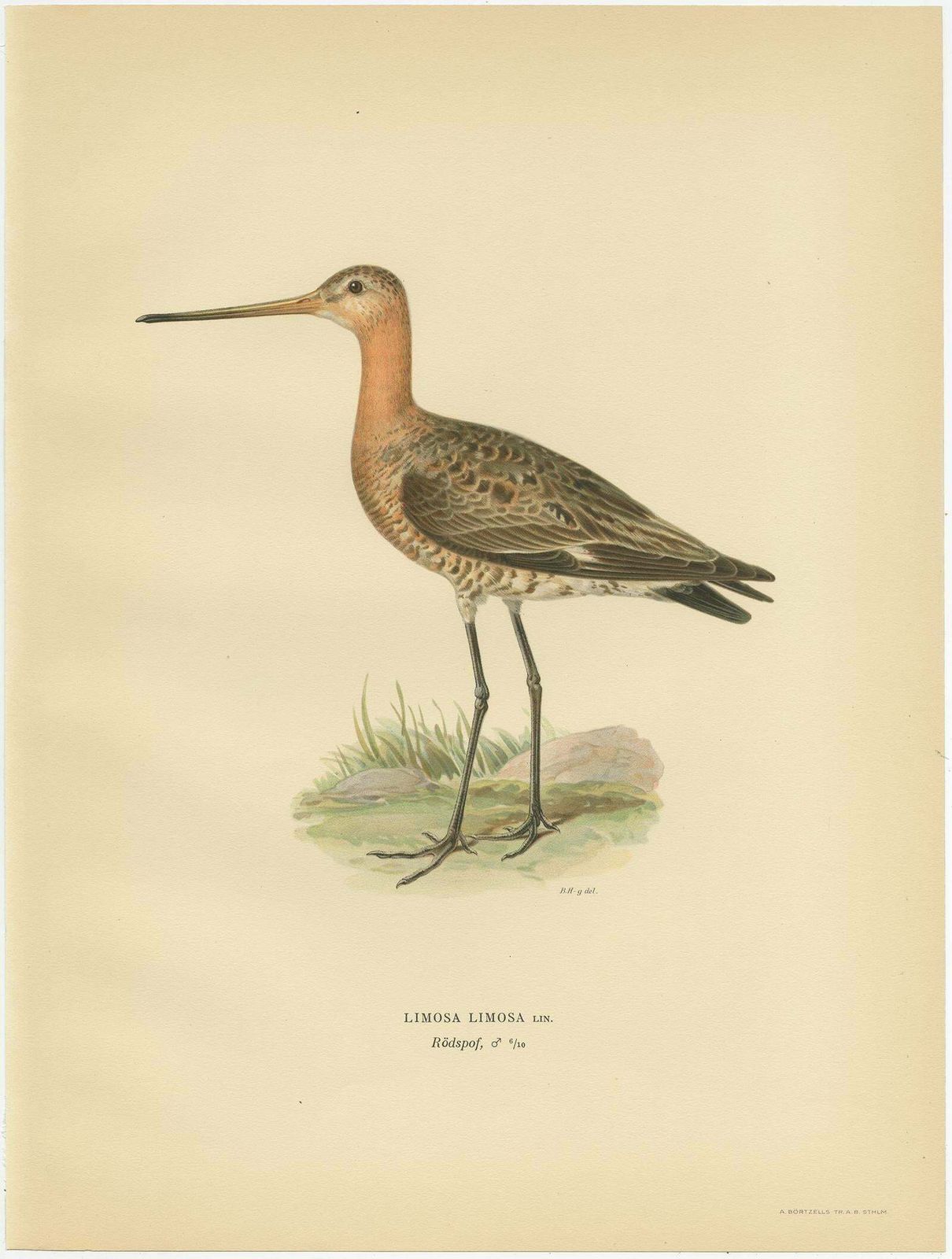 Antique Bird Print Of The Black Tailed Godwit By Von Wright, '1929' photo furniture