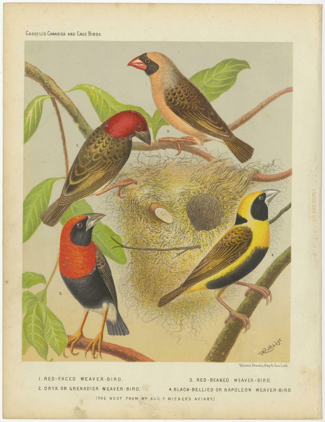 Antique Bird Print Of The Red Faced Weaver Bird, Red Billed Quelea And Others photo for sale