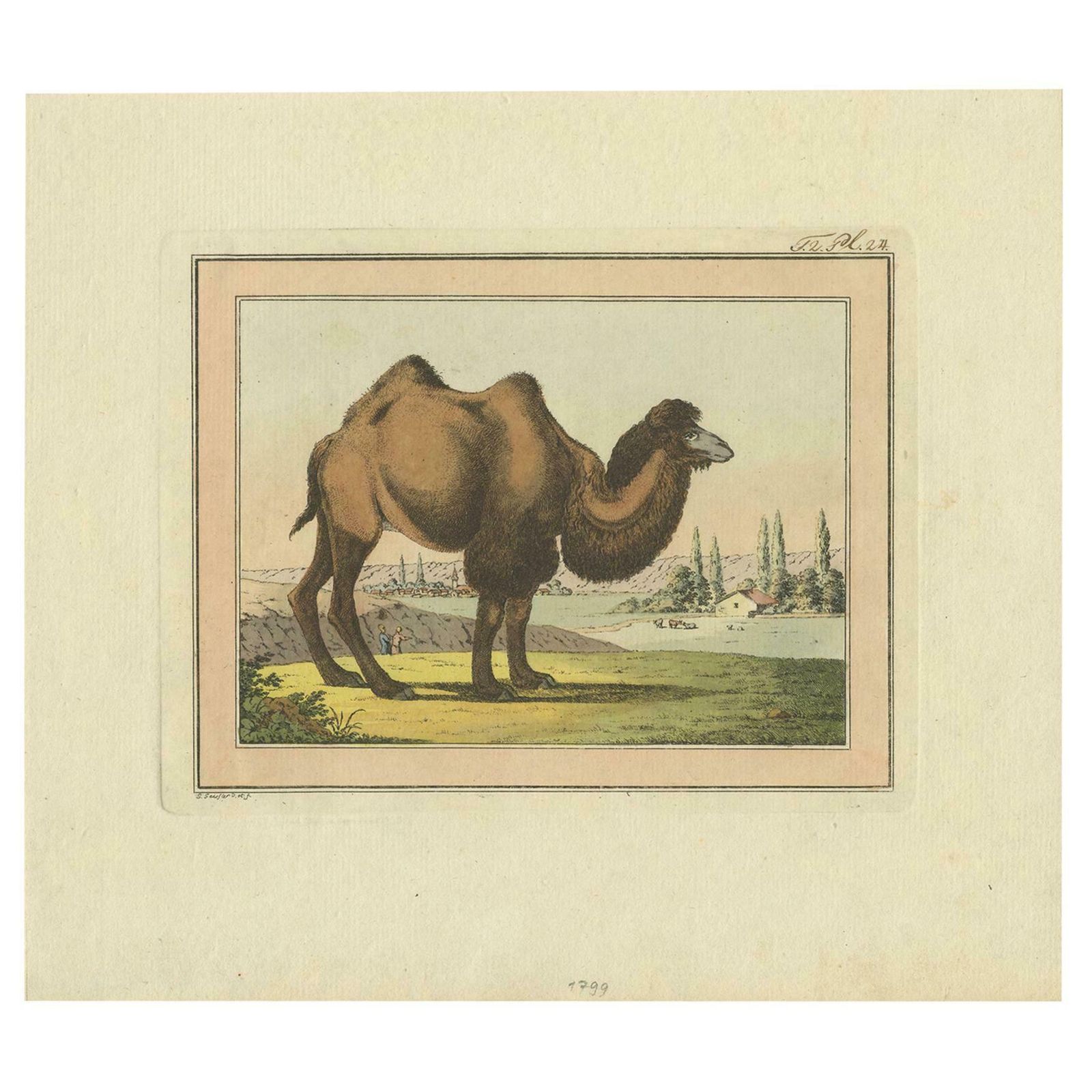 Antique Print Of A Camel By Geissler, 'C.1820'