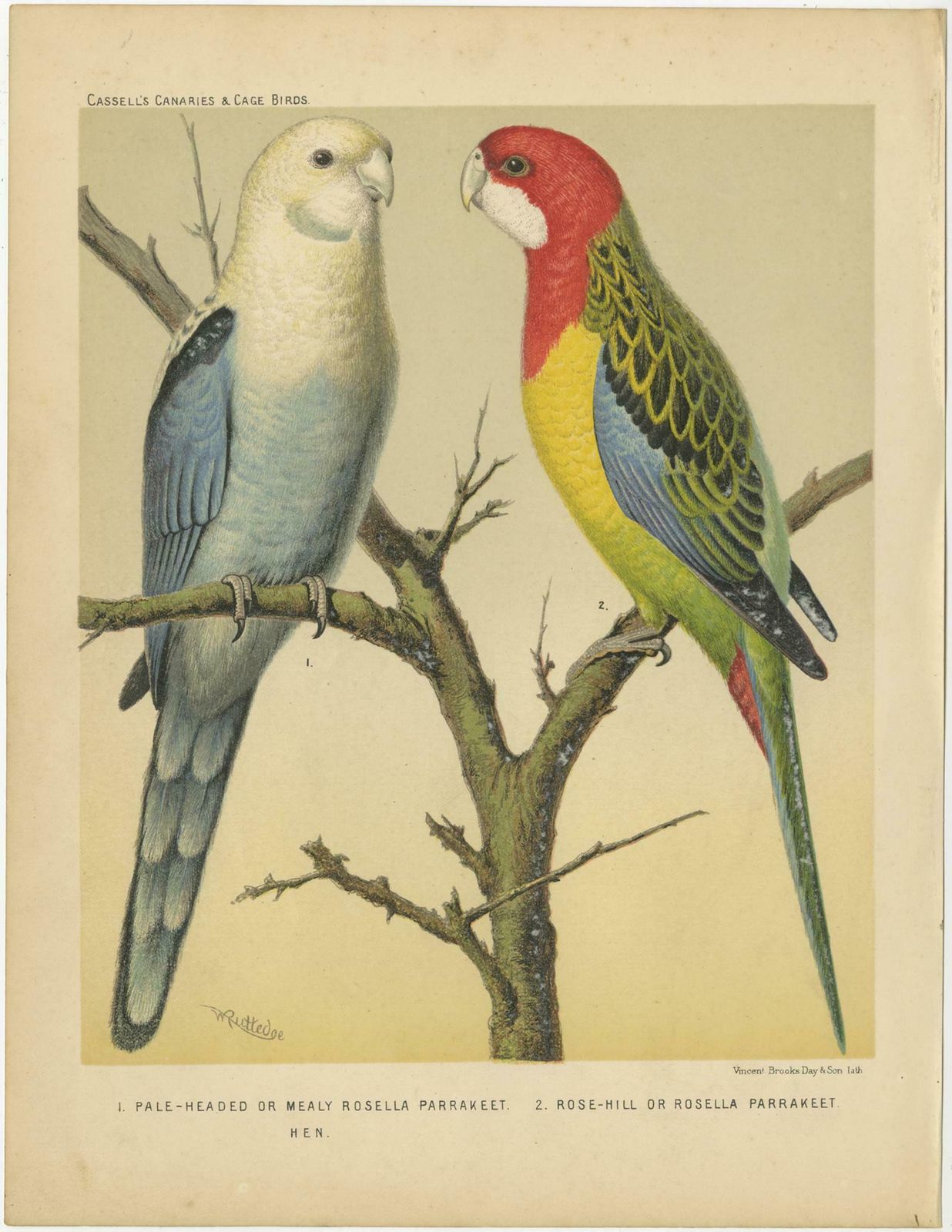 Antique Bird Print Of Pale Headed Rosella And Rosella Parrakeet, Circa 1880 photo Art