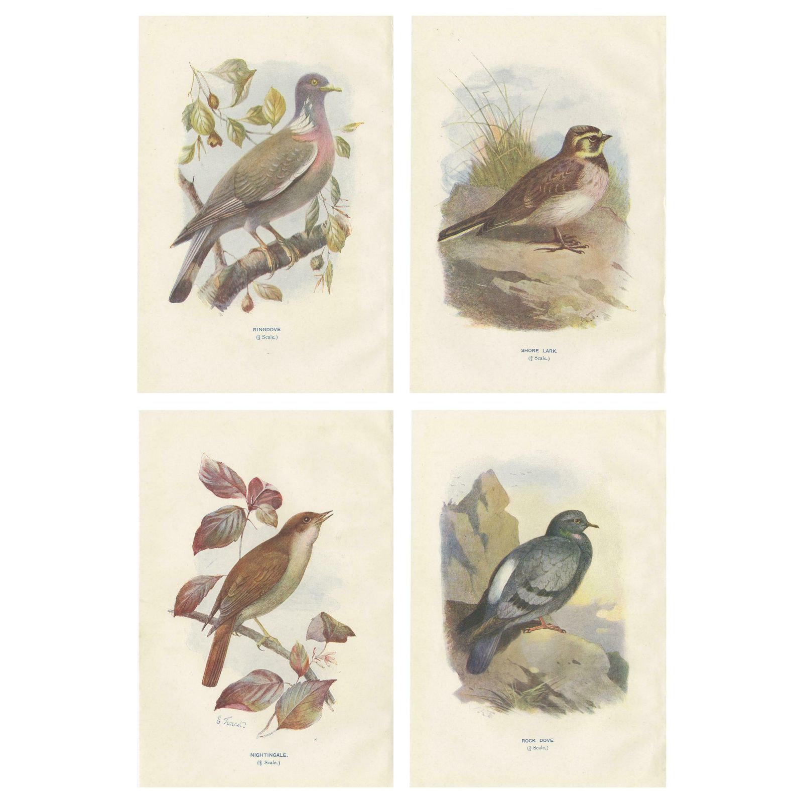 Set Of 4 Antique Bird Prints Ringdove, Shore Lark, Nightingale, Rock Dove