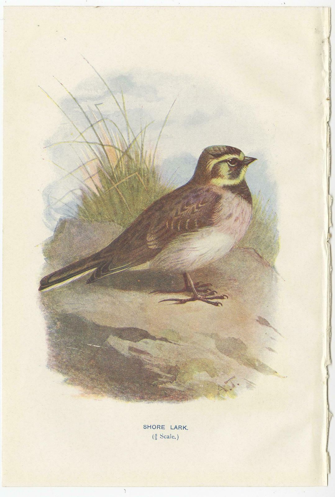 Set Of 4 Antique Bird Prints Ringdove, Shore Lark, Nightingale, Rock Dove photo for sale