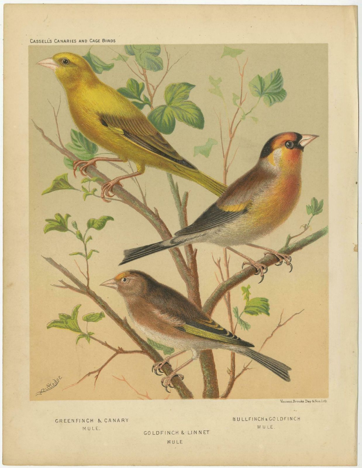 Antique Bird Print Of Greenfinch & Canary Mule, Goldfinch & Linnet And Others photo furniture