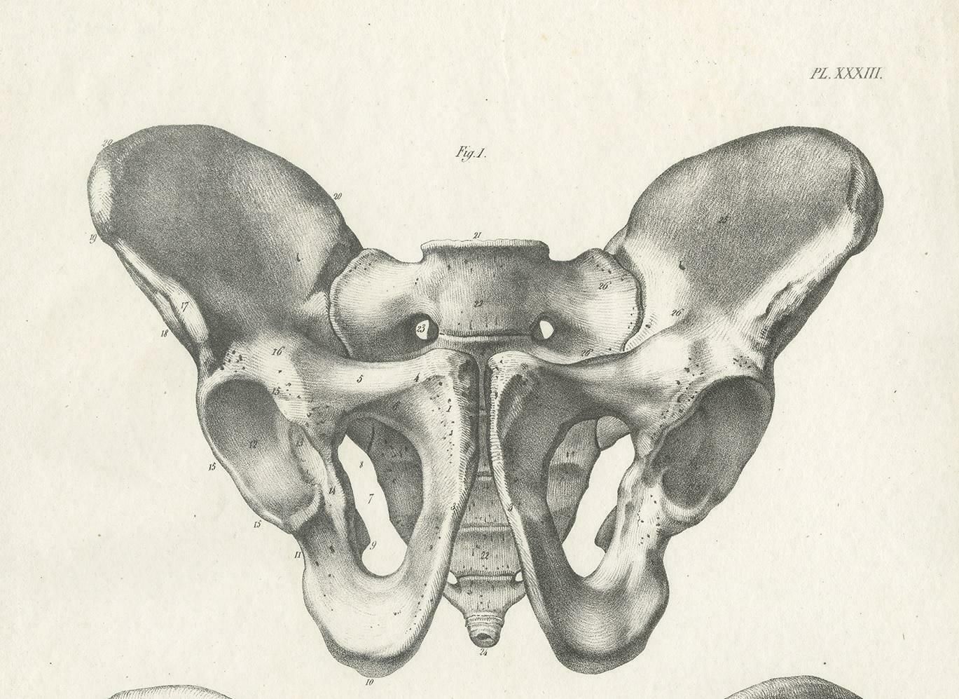Pl. Xxxiii Antique Anatomy / Medical Print Of The Pelvis By Cloquet, '1821' photo for sale