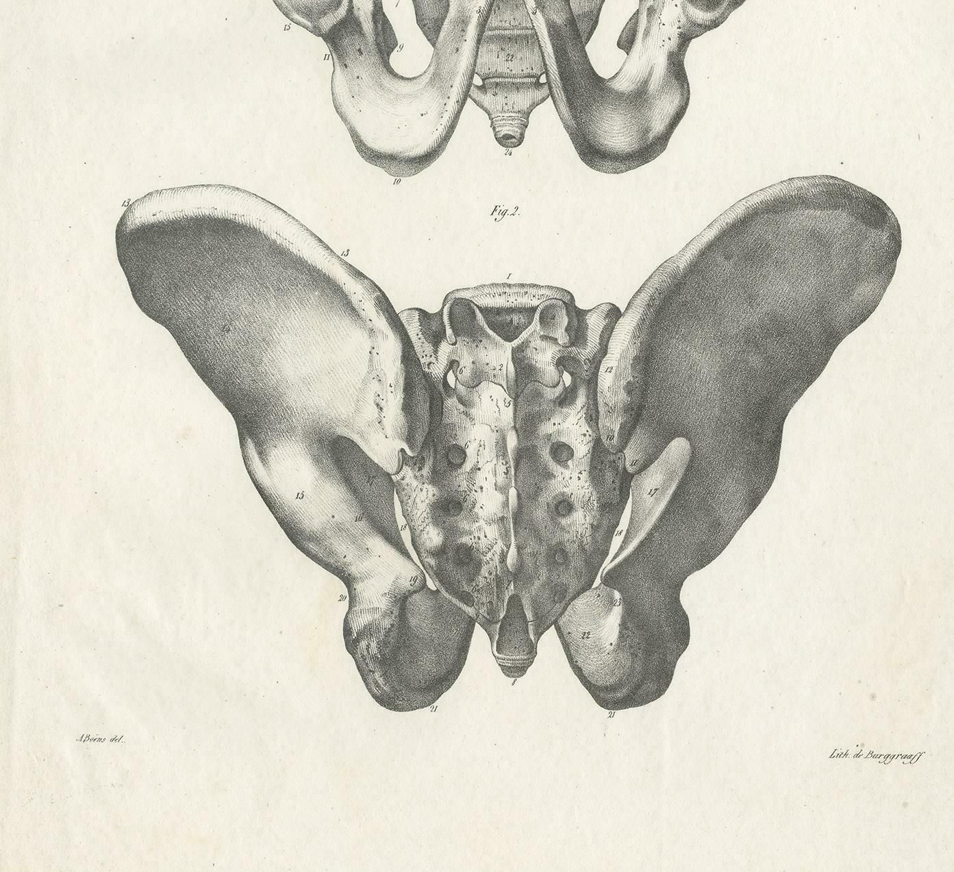 Pl. Xxxiii Antique Anatomy / Medical Print Of The Pelvis By Cloquet, '1821' photo Art