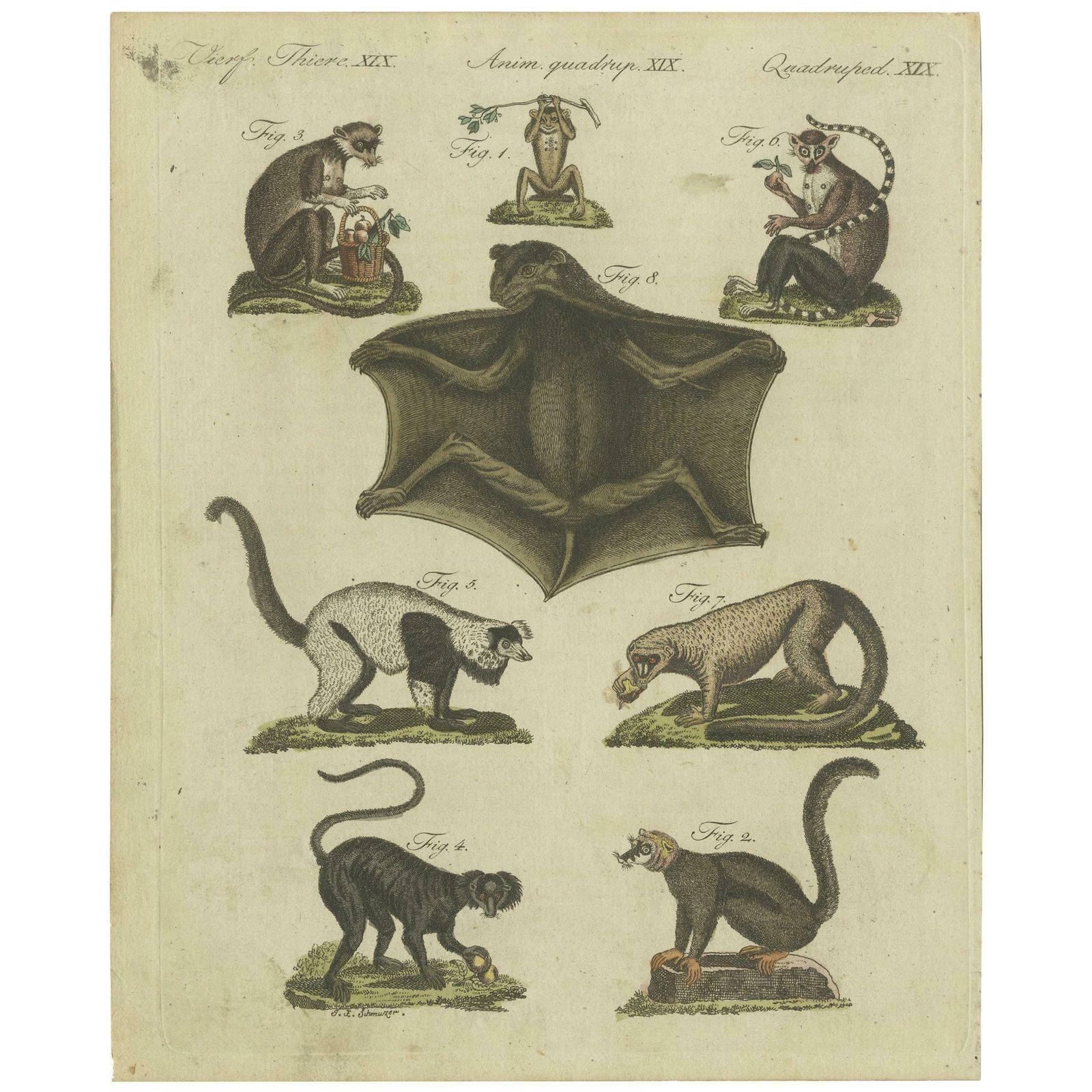 Antique Animal Print Of Lemur Species By Bertuch, Circa 1800