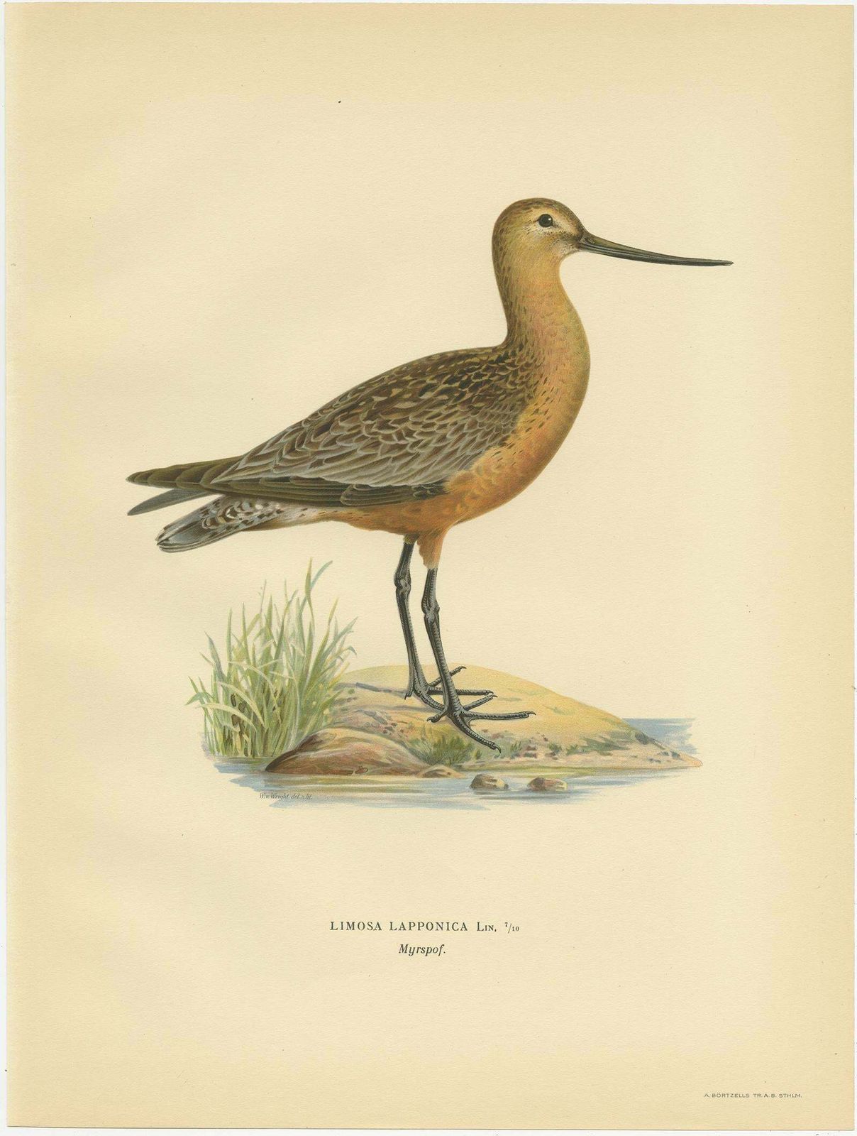 Antique Bird Print Of The Bar Tailed Godwit By Von Wright, 1929 photo Art