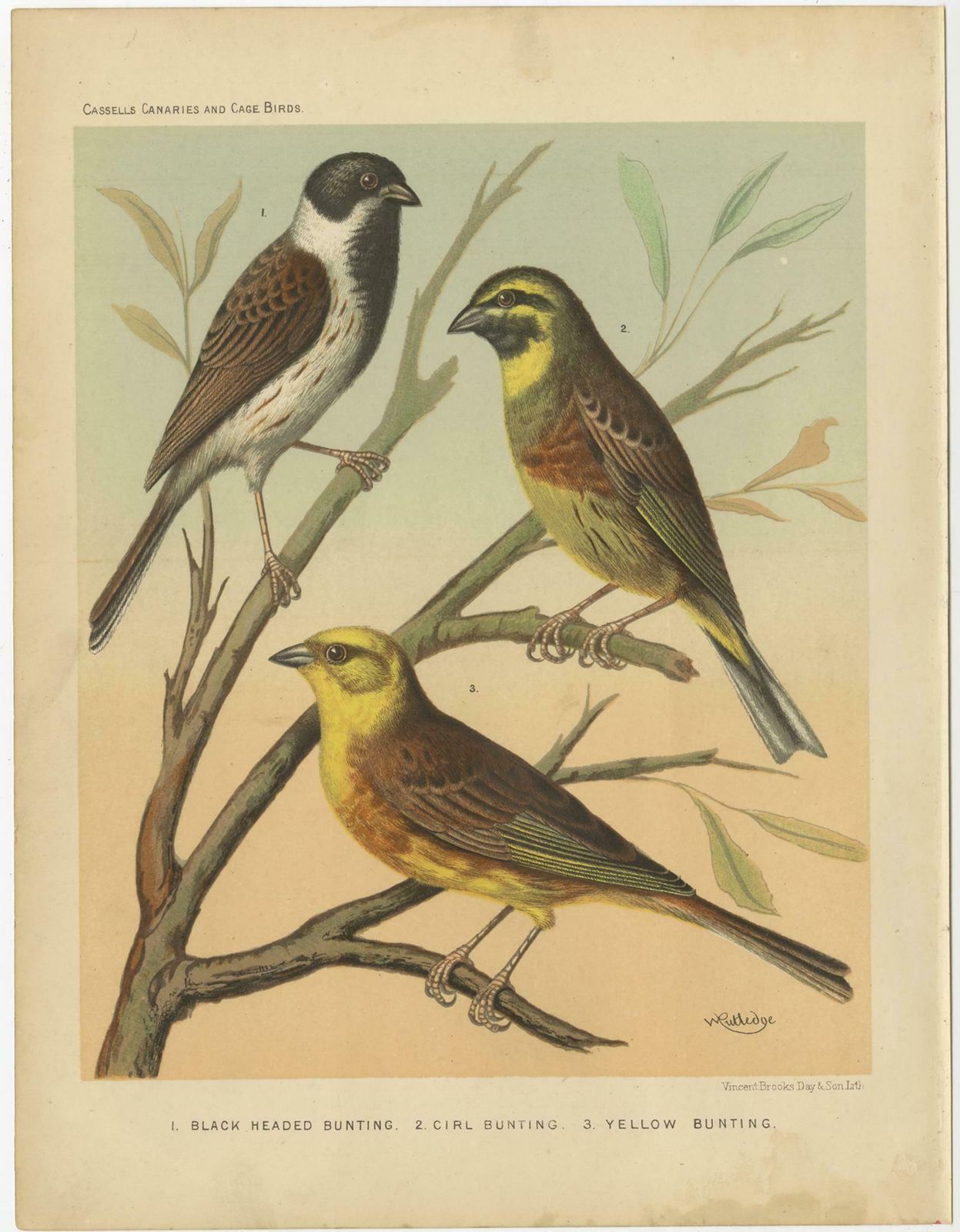 Antique Bird Print Of The Black Headed Bunting, Cirl Bunting, Yellow Bunting photo for sale
