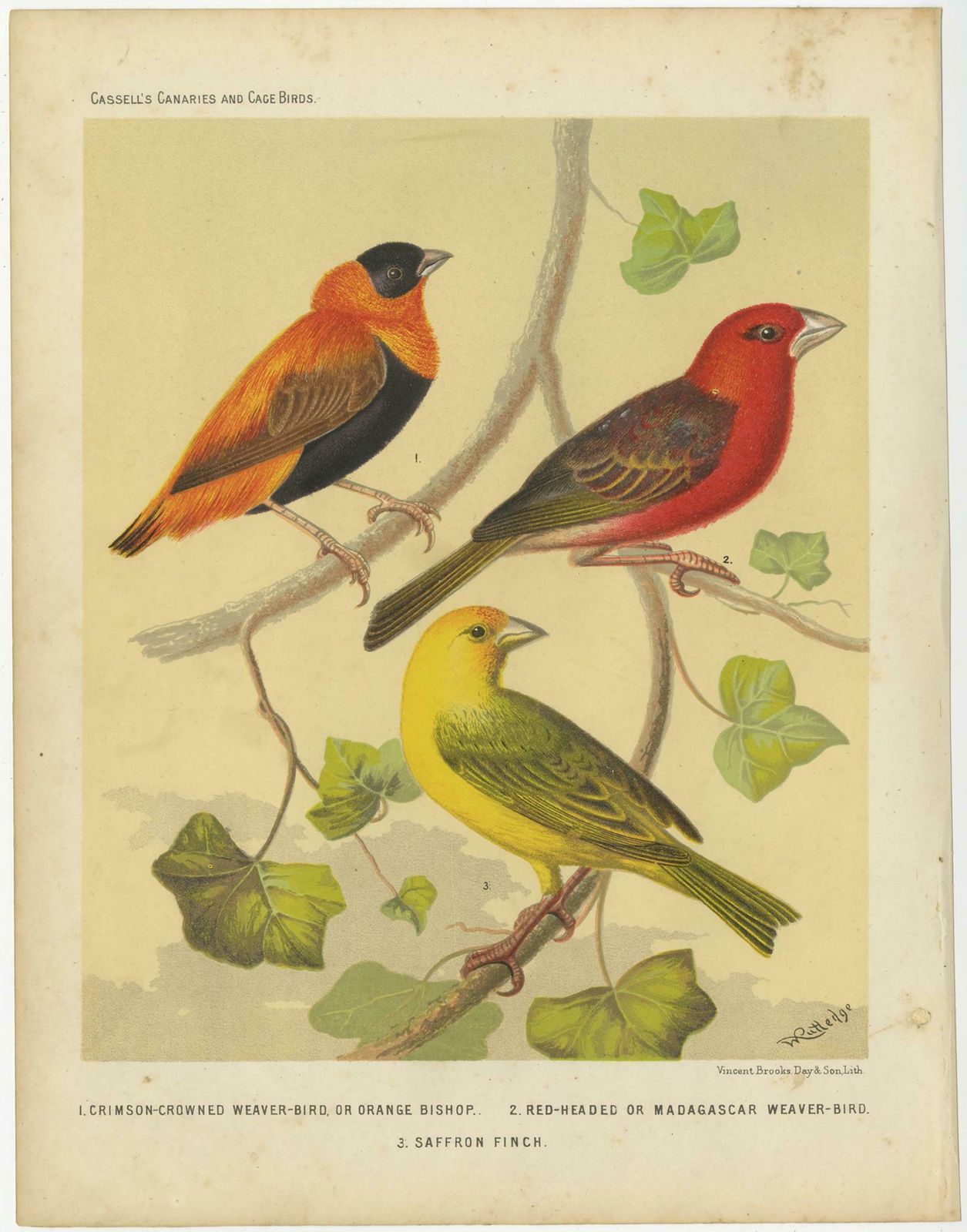 Antique Bird Print Of The Orange Weaver, Red Headed Weaver And Saffron Finch photo Art