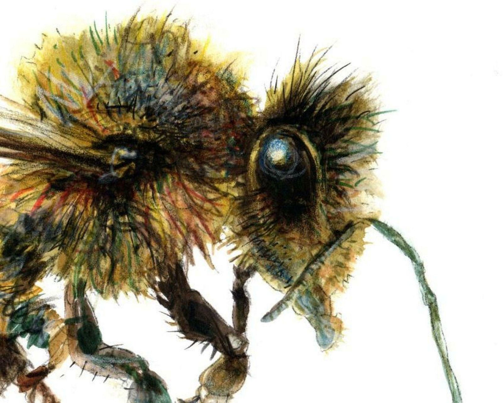 Juris Utans Bee From The Side. Paper, Mixed Media, photo furniture