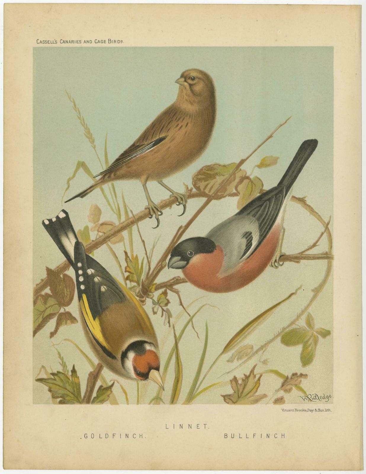 Antique Bird Print Of The Goldfinch, Common Linnet And Bullfinch, 'Circa 1880' photo for sale