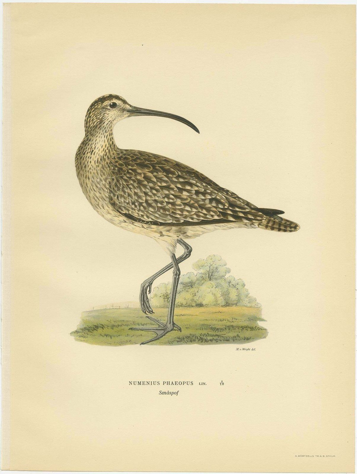 Antique Bird Print Of The Eurasian Whimbrel By Von Wright, '1929' photo for sale