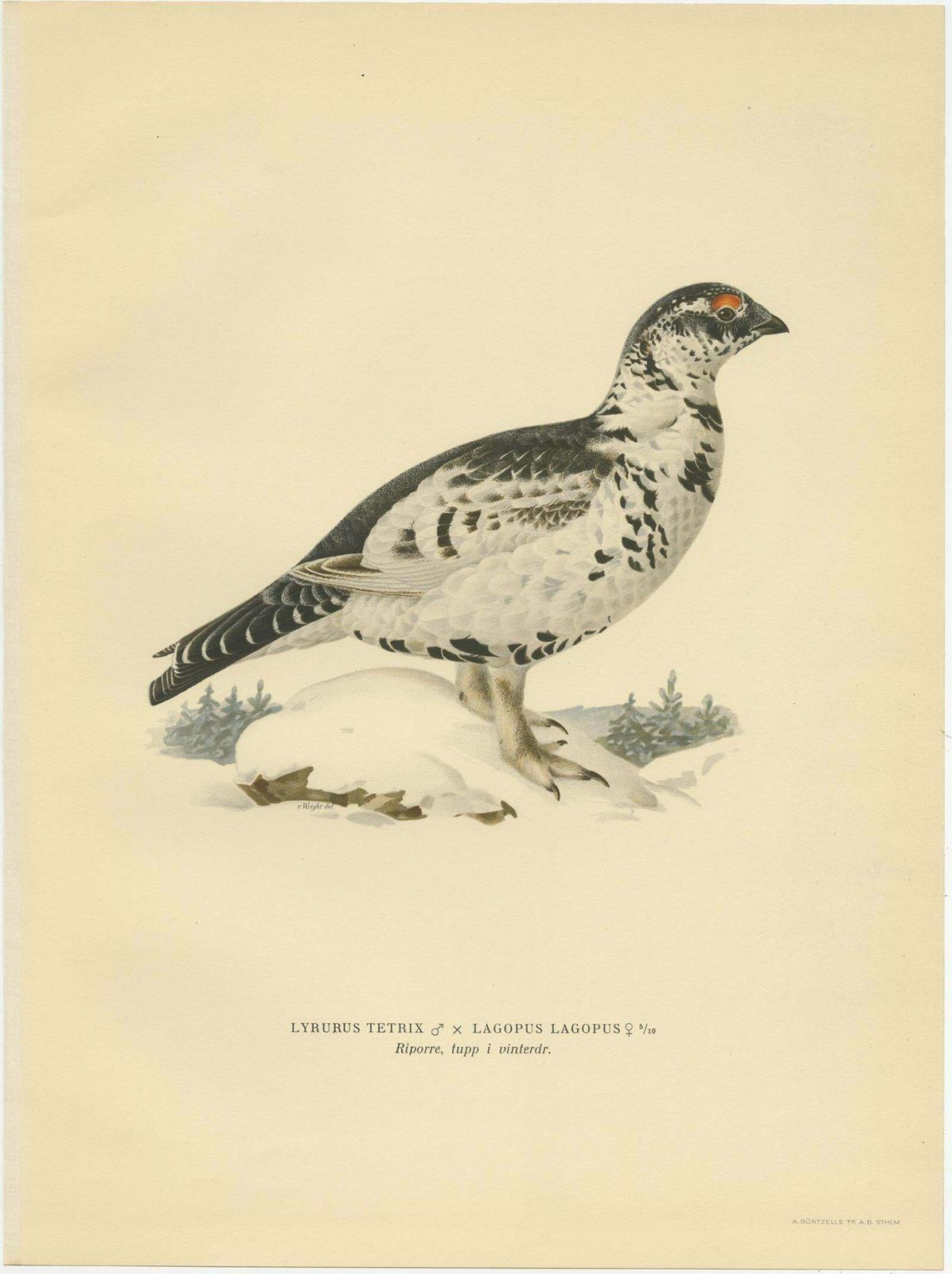 Antique Bird Print Of The Black Grouse 'Winter' By Von Wright, 1929 photo Art