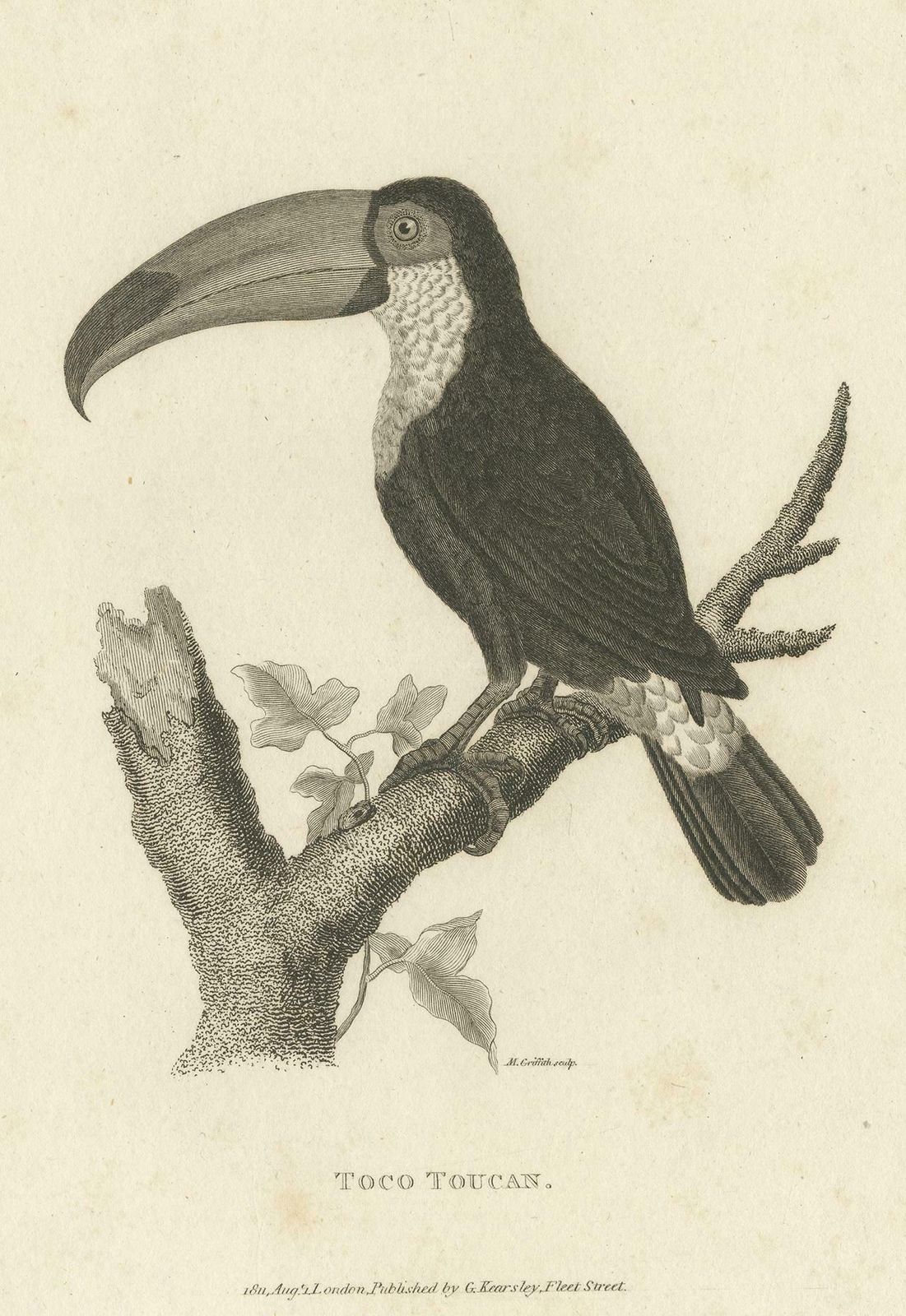 Popular Antique Bird Print Of The Toco Toucan, 1811 photo furniture
