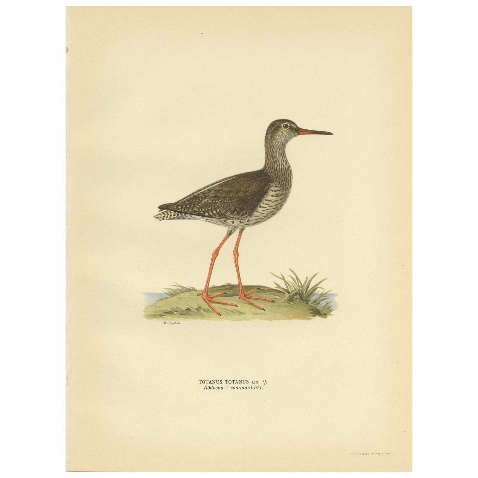 Antique Bird Print Of The Common Redshank ;Summer' By Von Wright, 1929