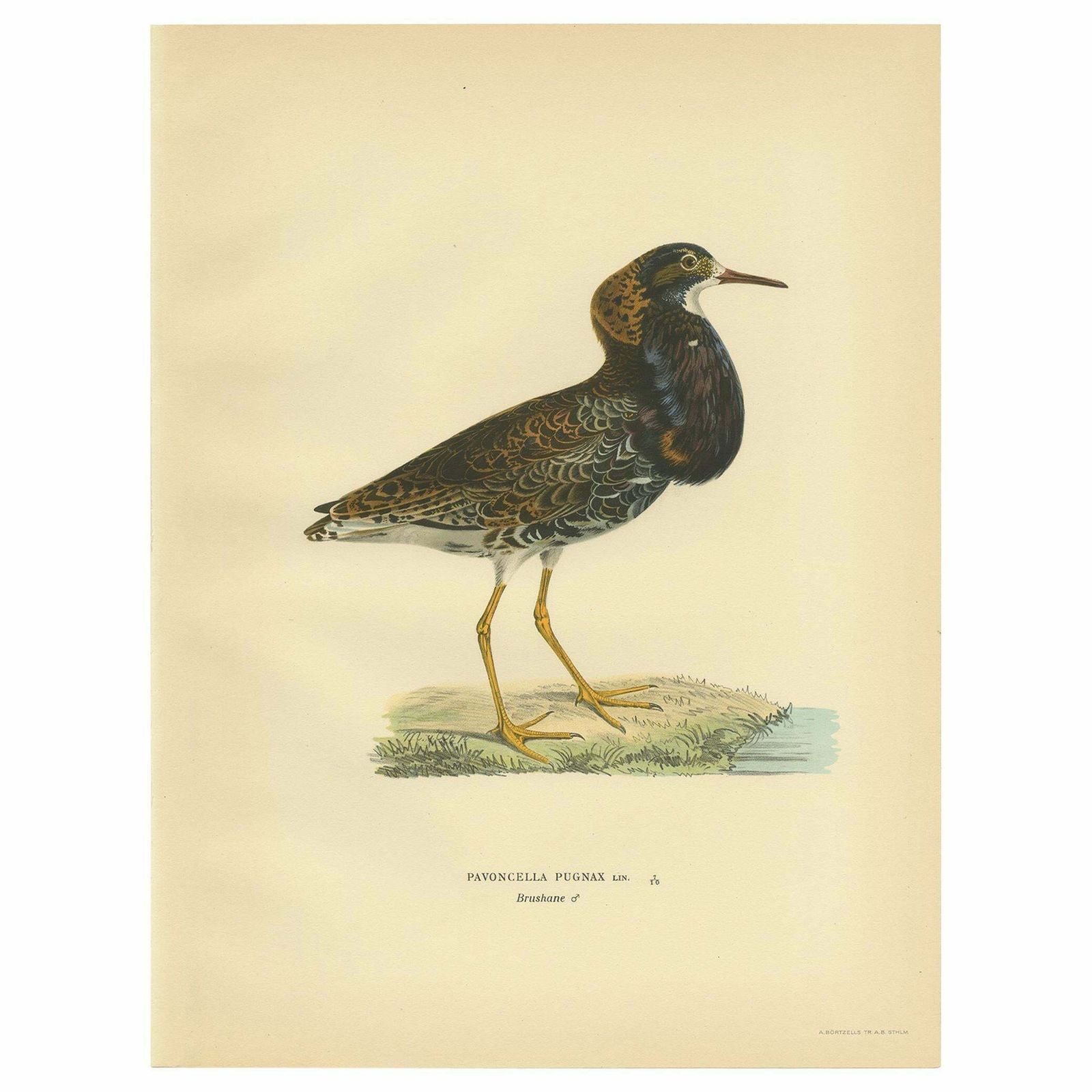 Antique Bird Print Of The Calidris Pugnax By Von Wright, 1929