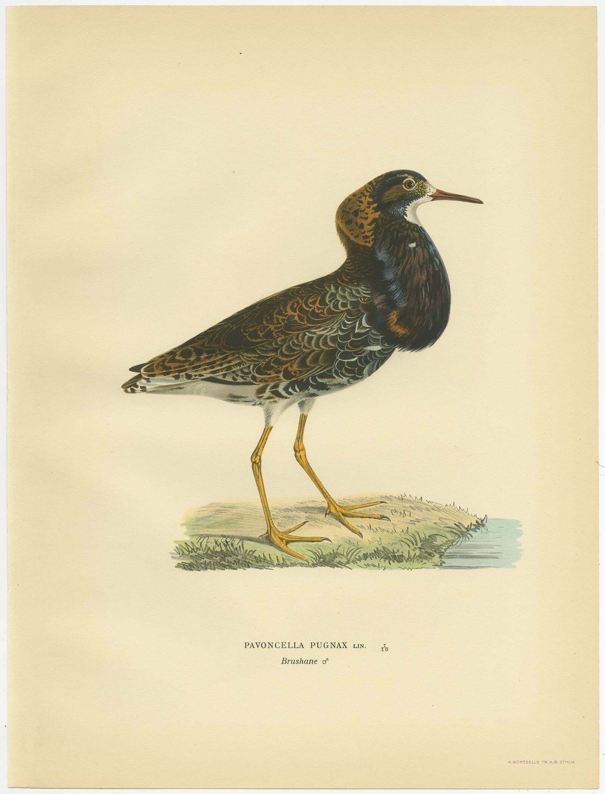 Antique Bird Print Of The Calidris Pugnax By Von Wright, 1929 photo Art