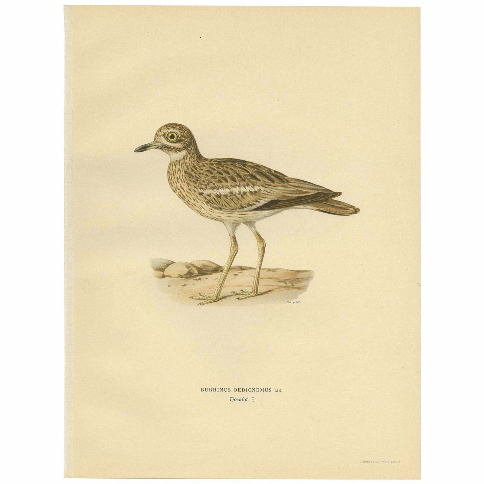 Antique Bird Print Of The Eurasian Stone Curlew By Von Wright, 1929