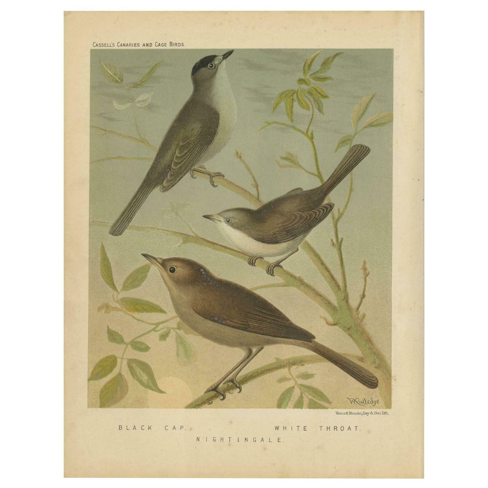 Antique Bird Print Of The Black Cap, White Throat And Nightingale, Circa 1880