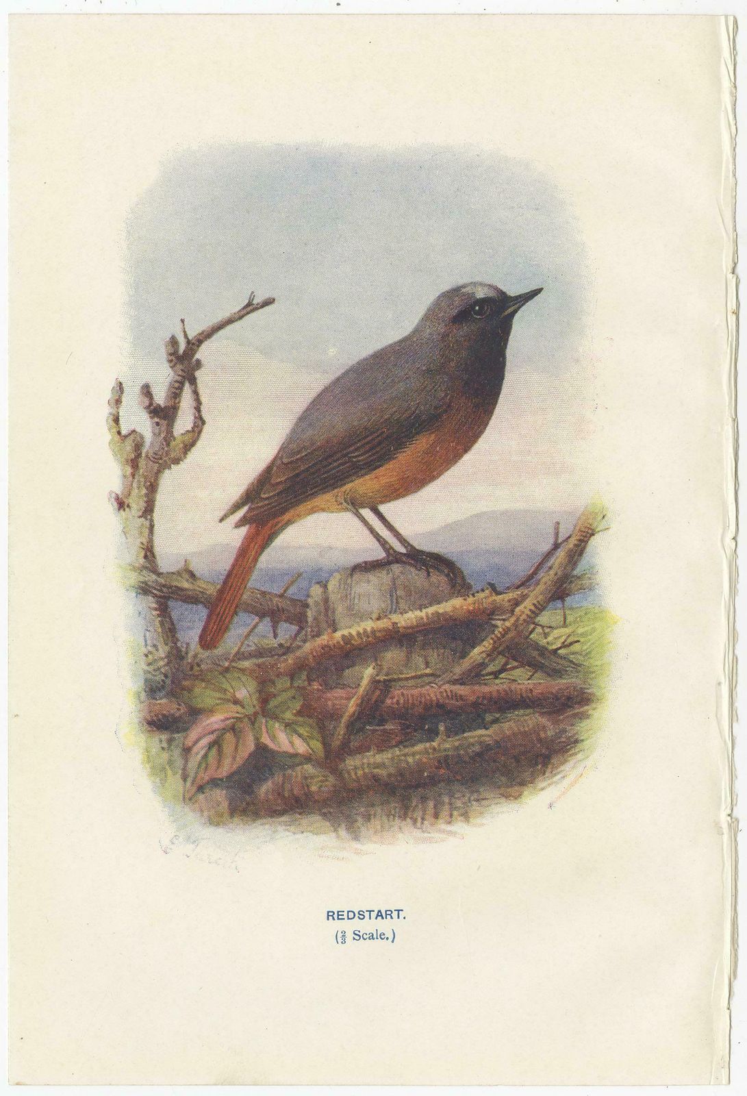 Set Of 4 Antique Bird Prints Jay, Redstart, Jackdaw, Greenfinch, '1901' photo for sale