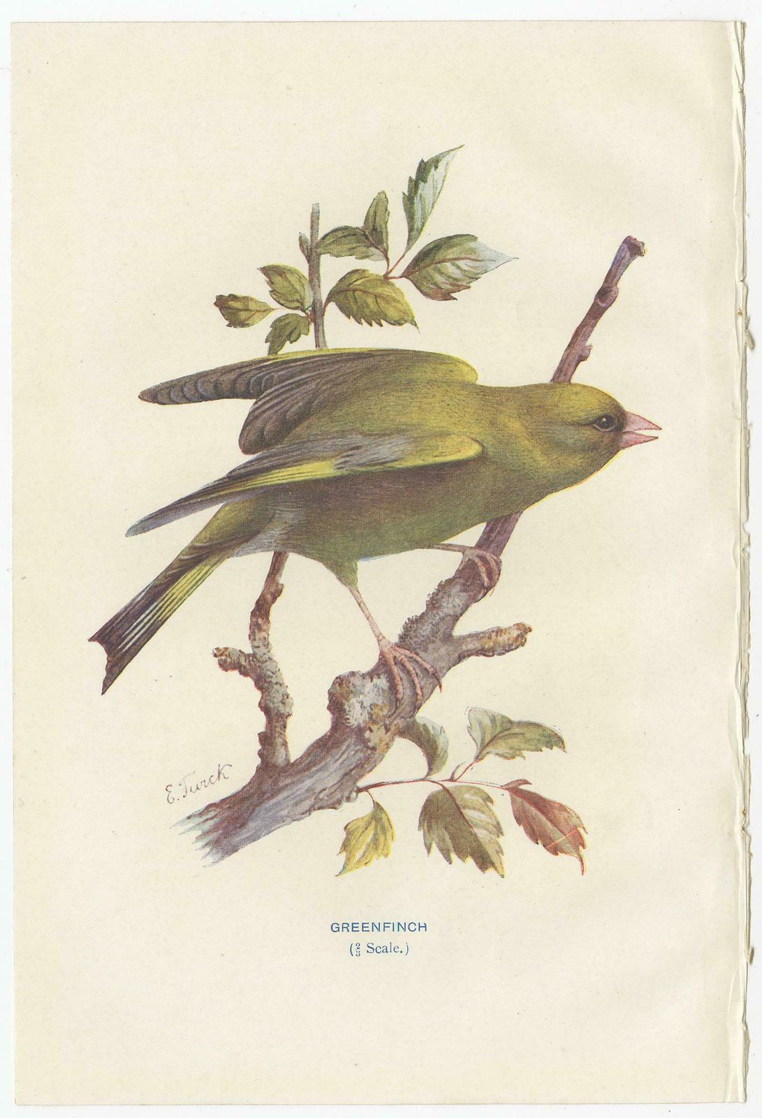 Set Of 4 Antique Bird Prints Jay, Redstart, Jackdaw, Greenfinch, '1901' photo 164.0