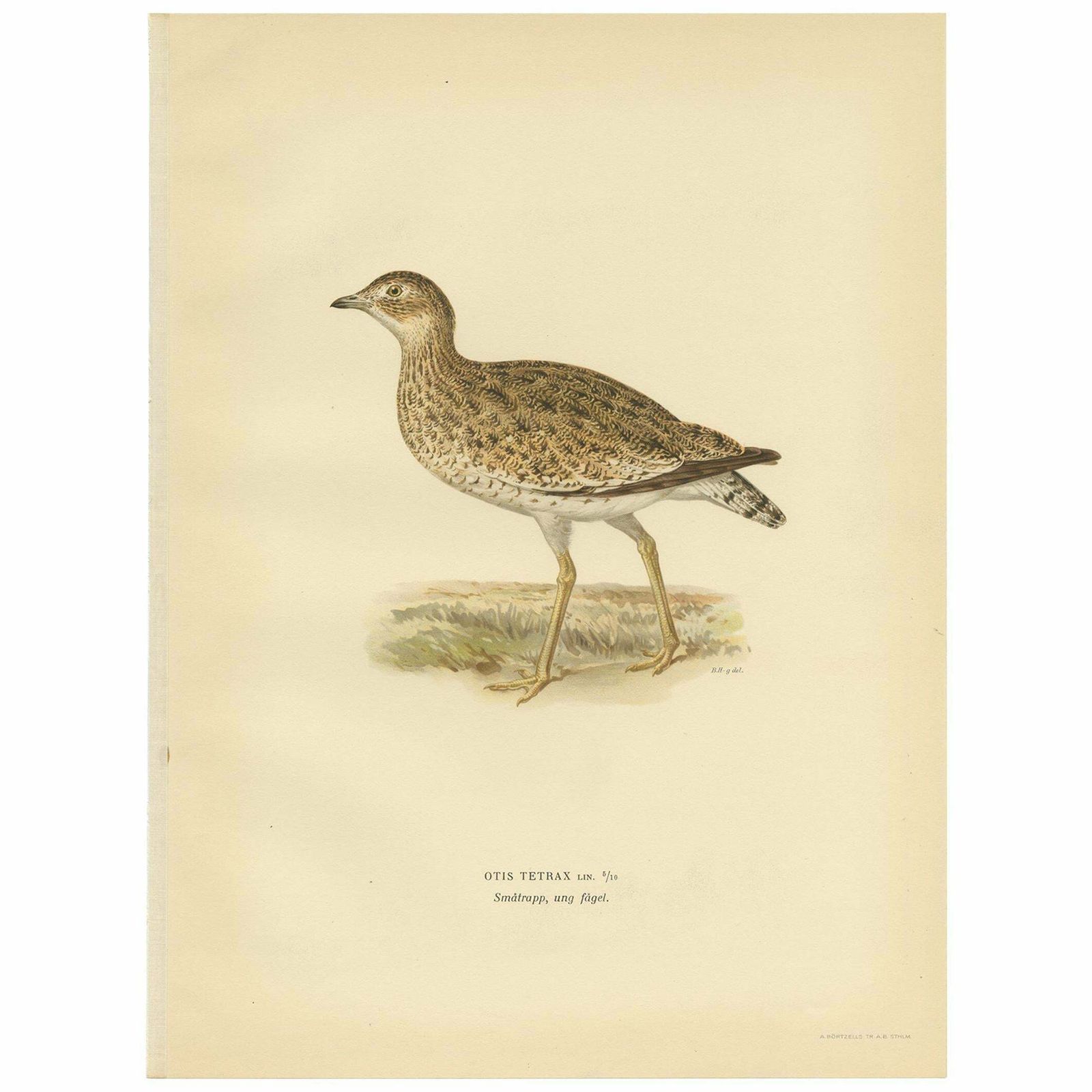 Antique Bird Print Of The Little Bustard By Von Wright, 1929