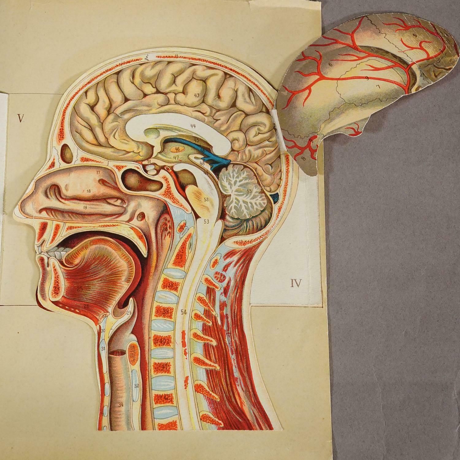 1900s Foldable Anatomical Brochure Depicting The Human Head photo buy