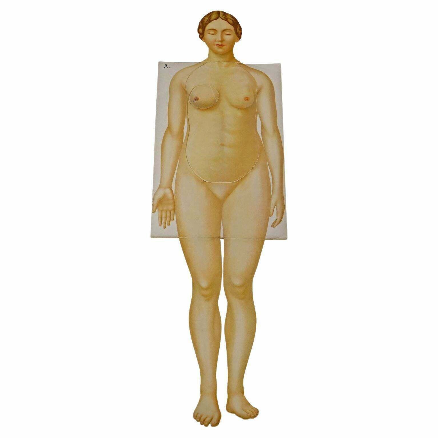 Foldable Anatomical Brochure Depicting Female Anatomy Ca.1900s