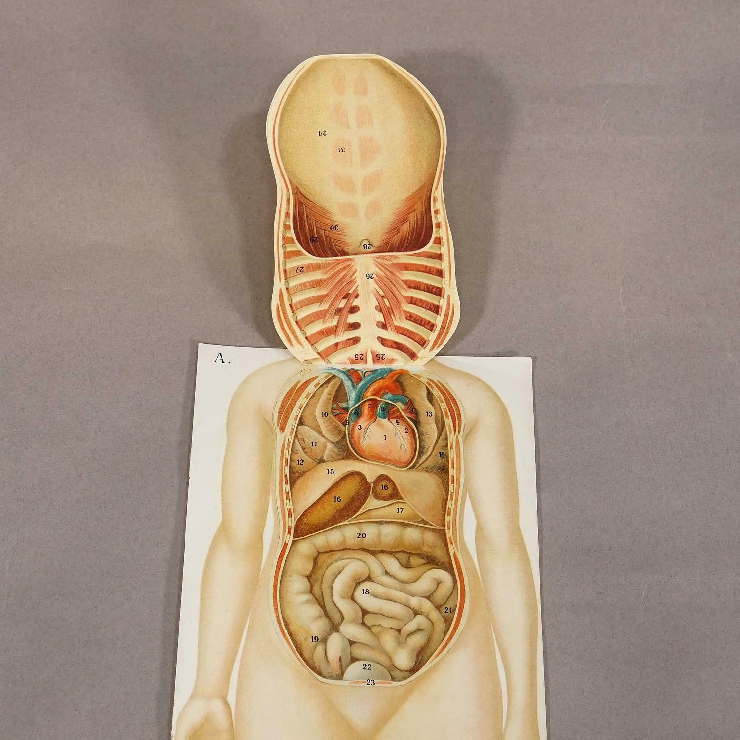 Foldable Anatomical Brochure Depicting Female Anatomy Ca.1900s photo for sale