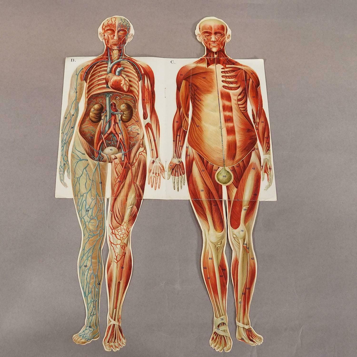 Foldable Anatomical Brochure Depicting Female Anatomy Ca.1900s photo Art