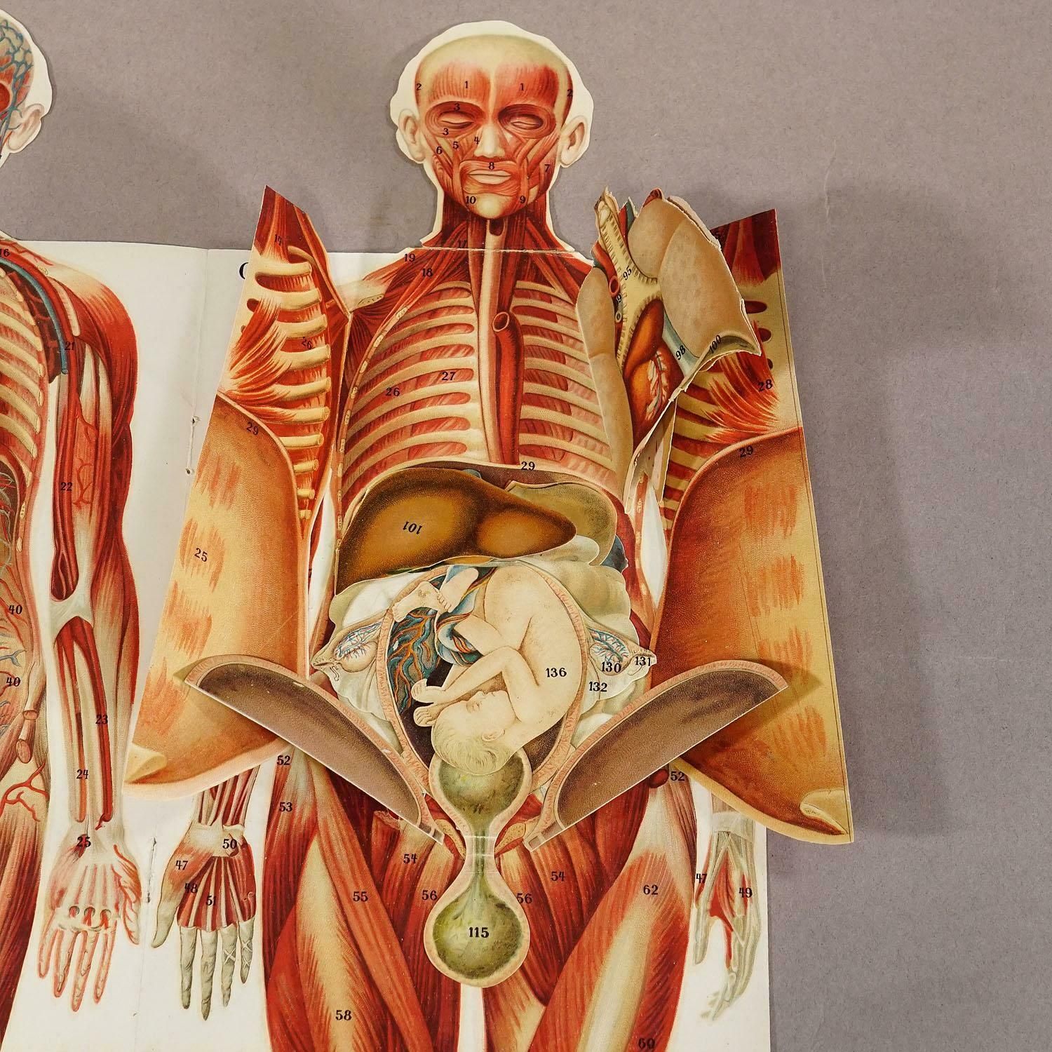Foldable Anatomical Brochure Depicting Female Anatomy Ca.1900s photo vinterior