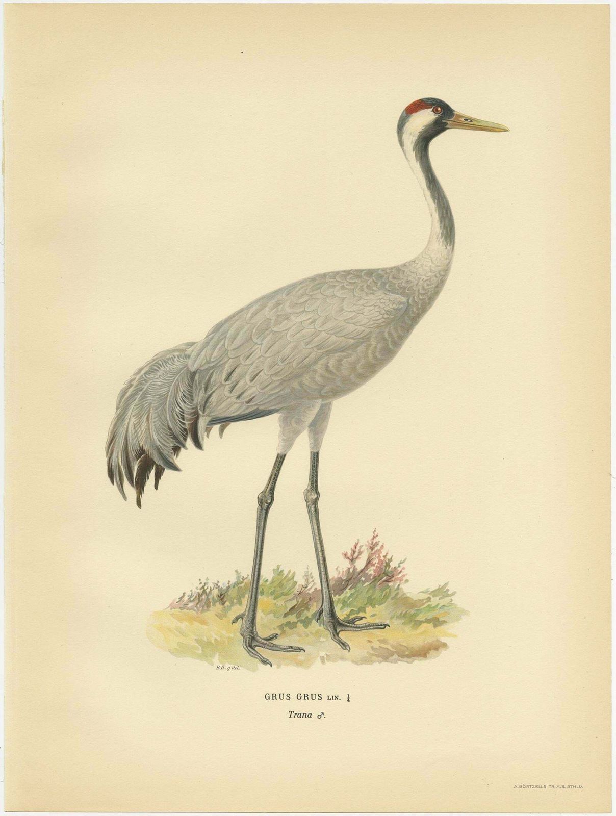 Antique Bird Print Of The Common Crane 'Male' By Von Wright, 1929 photo for sale