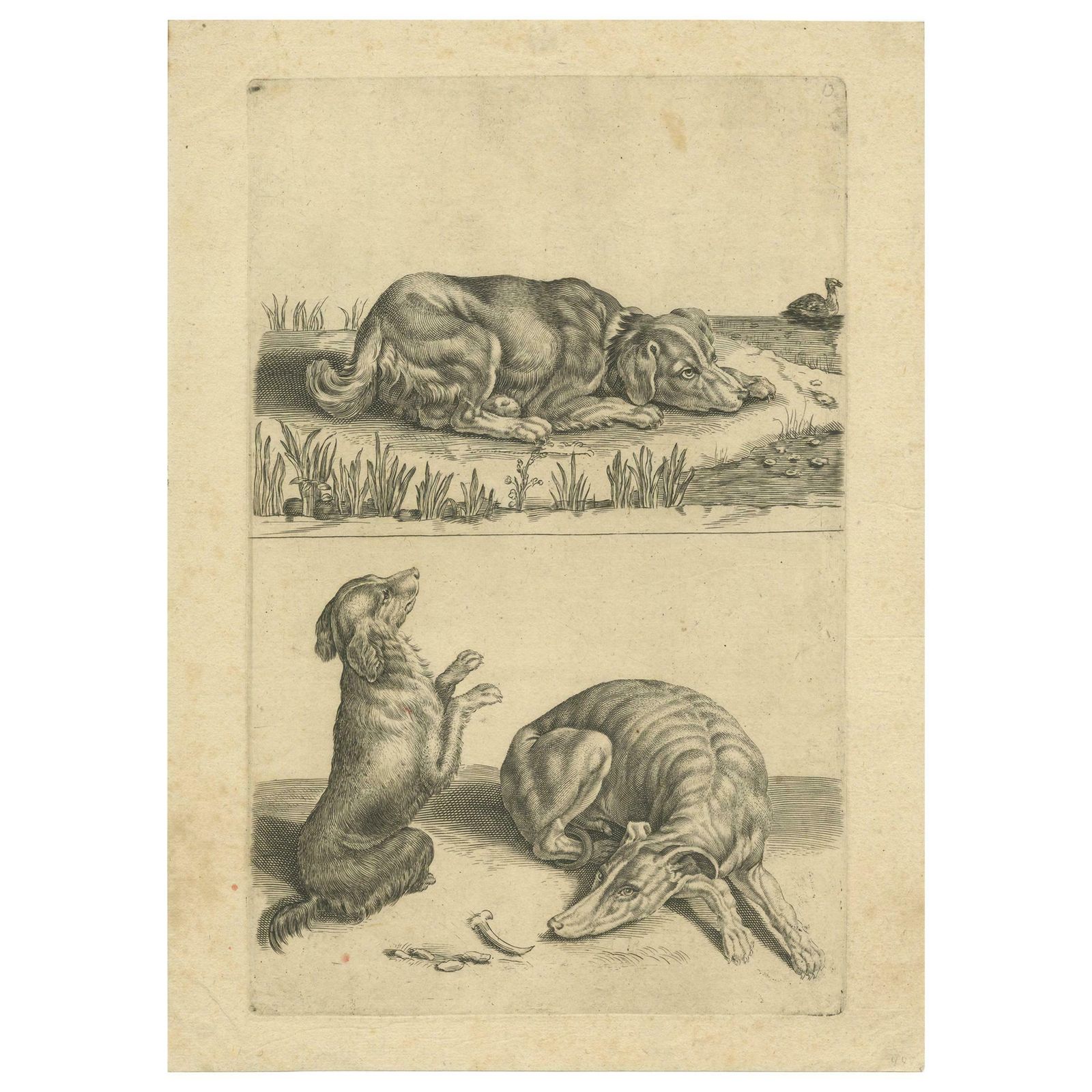 Antique Animal Print Of Various Dogs, 'C.1720'