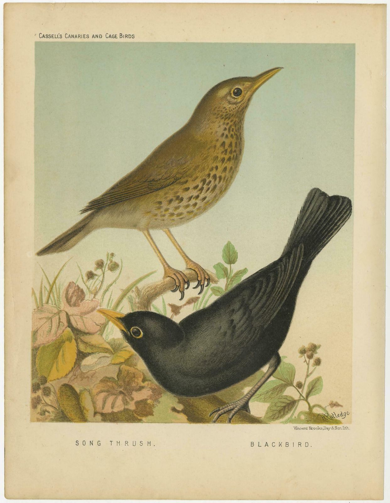 Antique Bird Print Of The Thrush And Blackbird, Circa 1880 photo furniture