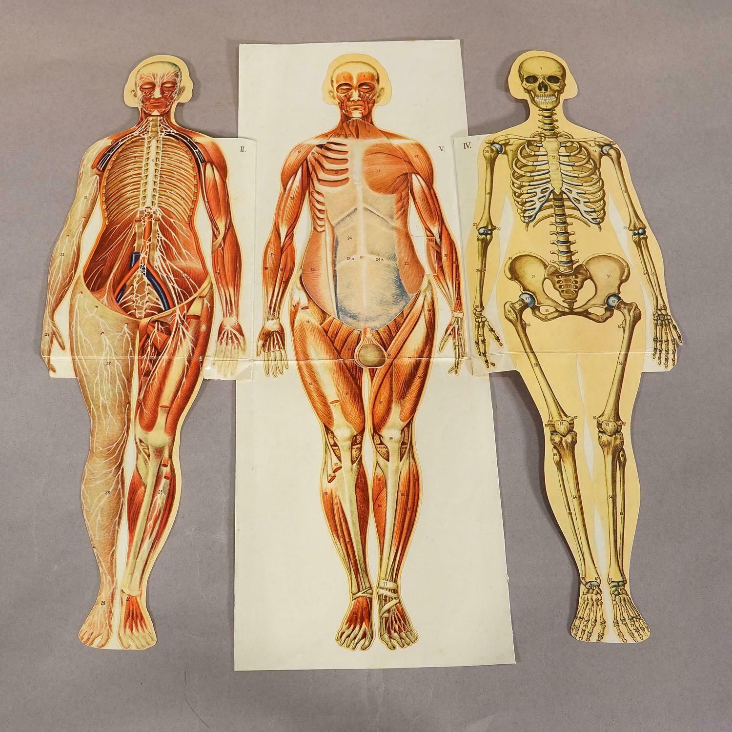 Antique Foldable Anatomical Brochure Depicting Female Anatomy photo Art