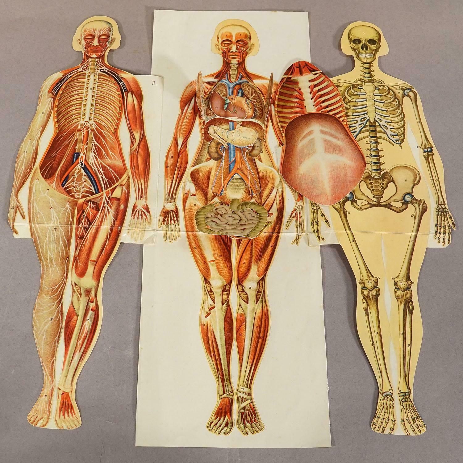 Antique Foldable Anatomical Brochure Depicting Female Anatomy photo 313.0
