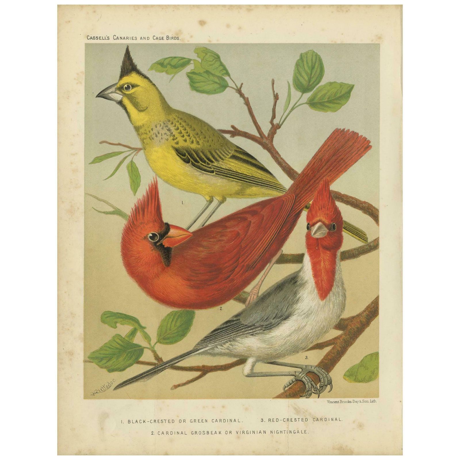 Antique Bird Print Of Black Crested, Red Crested Cardinal, Cardinal Grosbeak