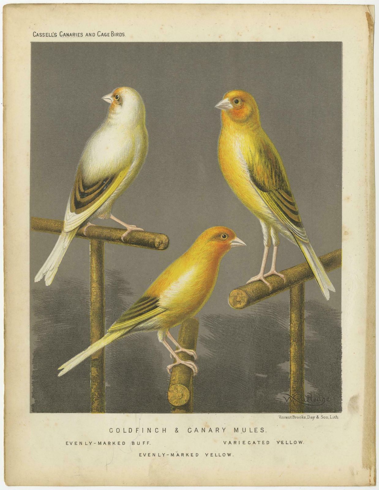 Antique Bird Print Of The Gold Finch & Canary Mules, Circa 1880 photo Art