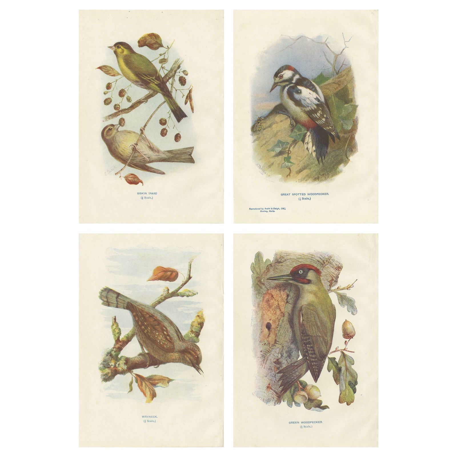 Set Of 4 Antique Bird Prints Siskin, Woodpecker, Wryneck, 1901