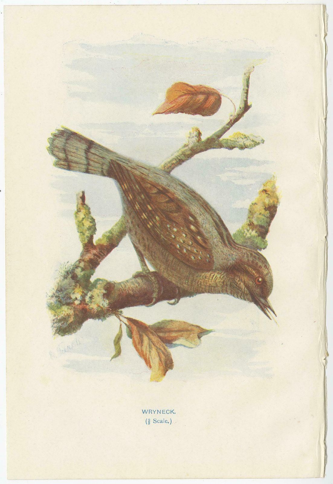 Set Of 4 Antique Bird Prints Siskin, Woodpecker, Wryneck, 1901 photo Art