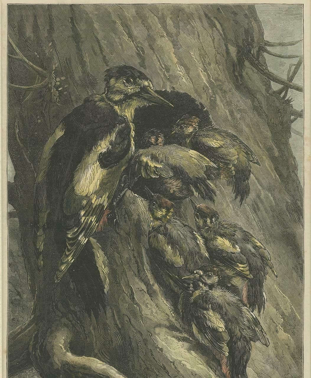 Antique Bird Print Of Woodpeckers '1879' photo for sale