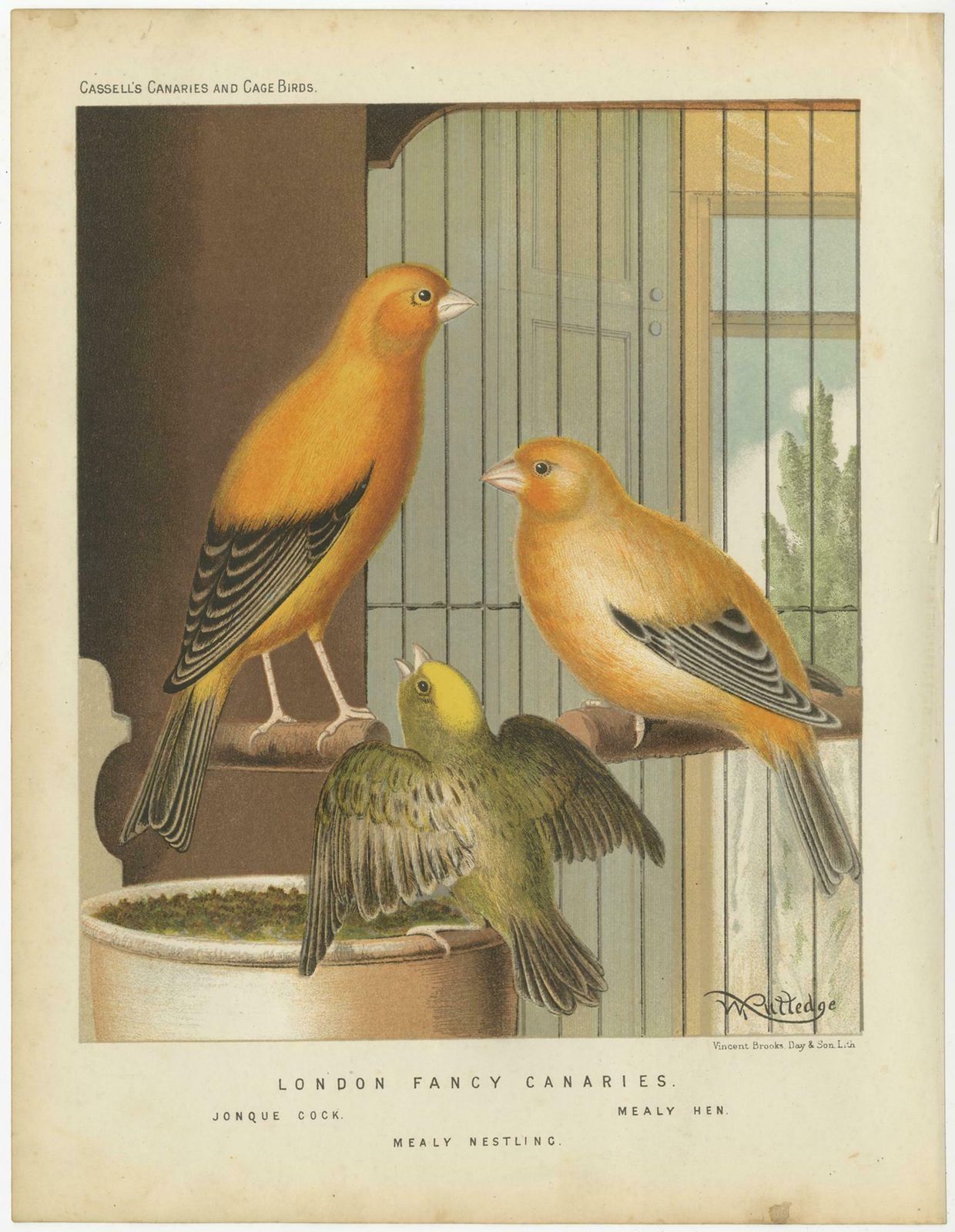 Antique Bird Print Of The London Fancy Canaries, Circa 1880 photo furniture